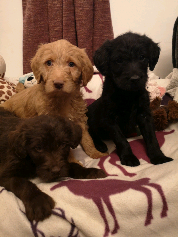 mini fluffy dog breeds